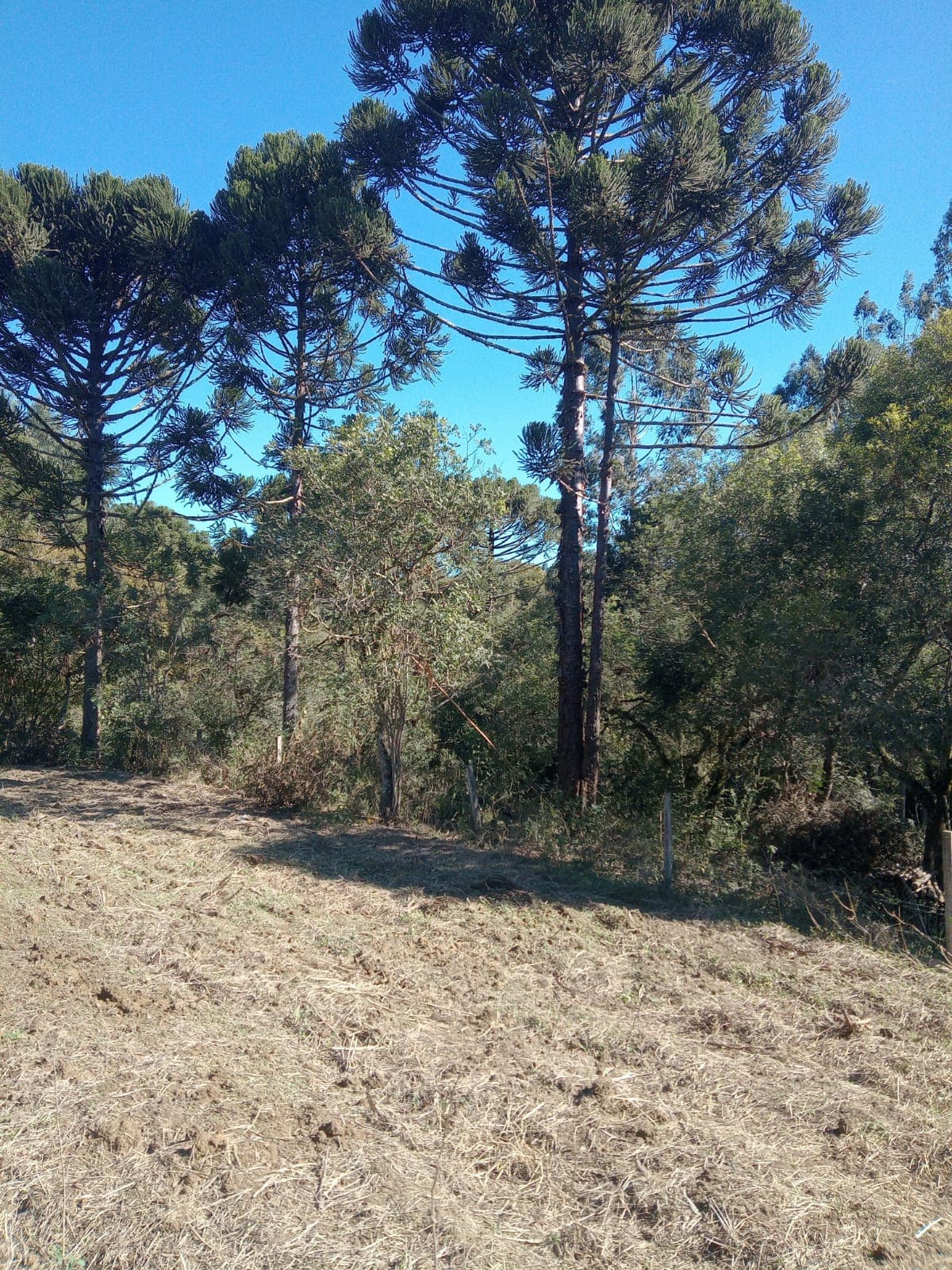 Chácara Pinheiral de Baixo 5