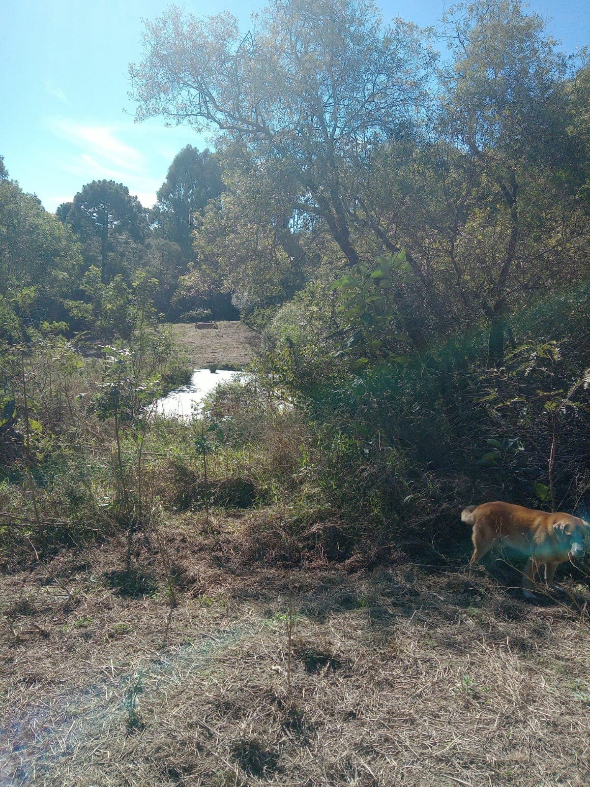 Chácara Pinheiral de Baixo 7