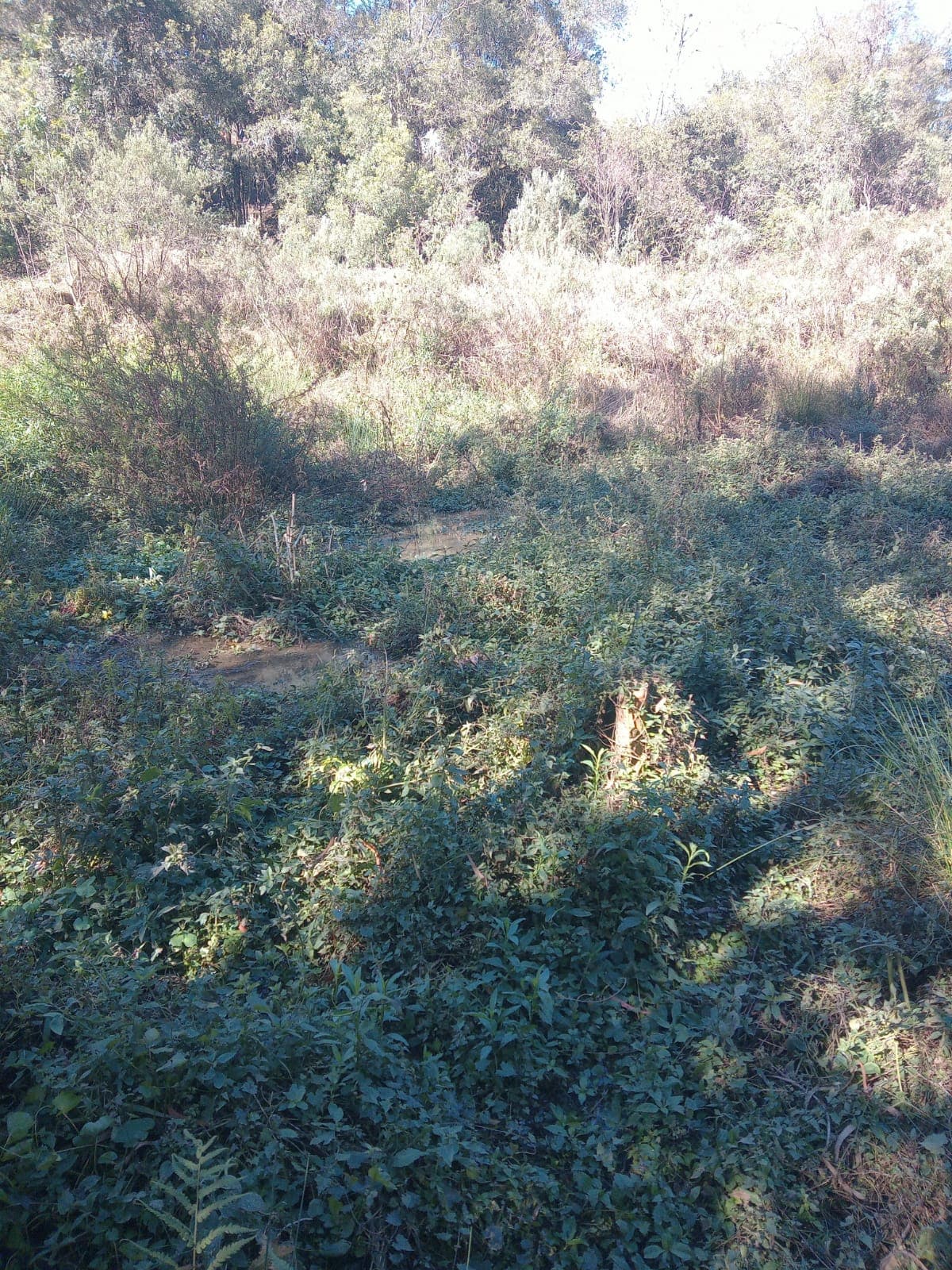 Chácara Pinheiral de Baixo 10