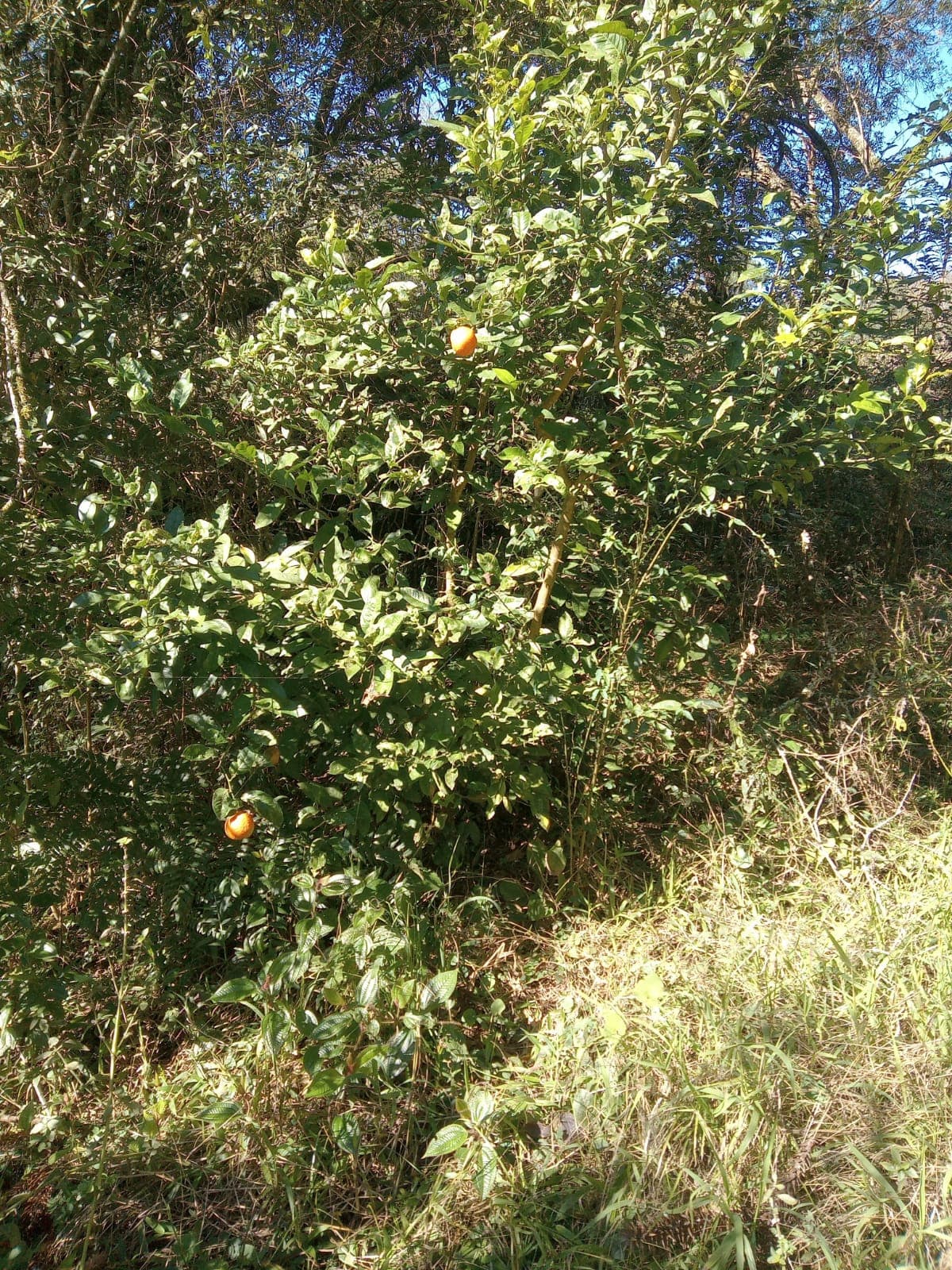 Chácara Pinheiral de Baixo 11