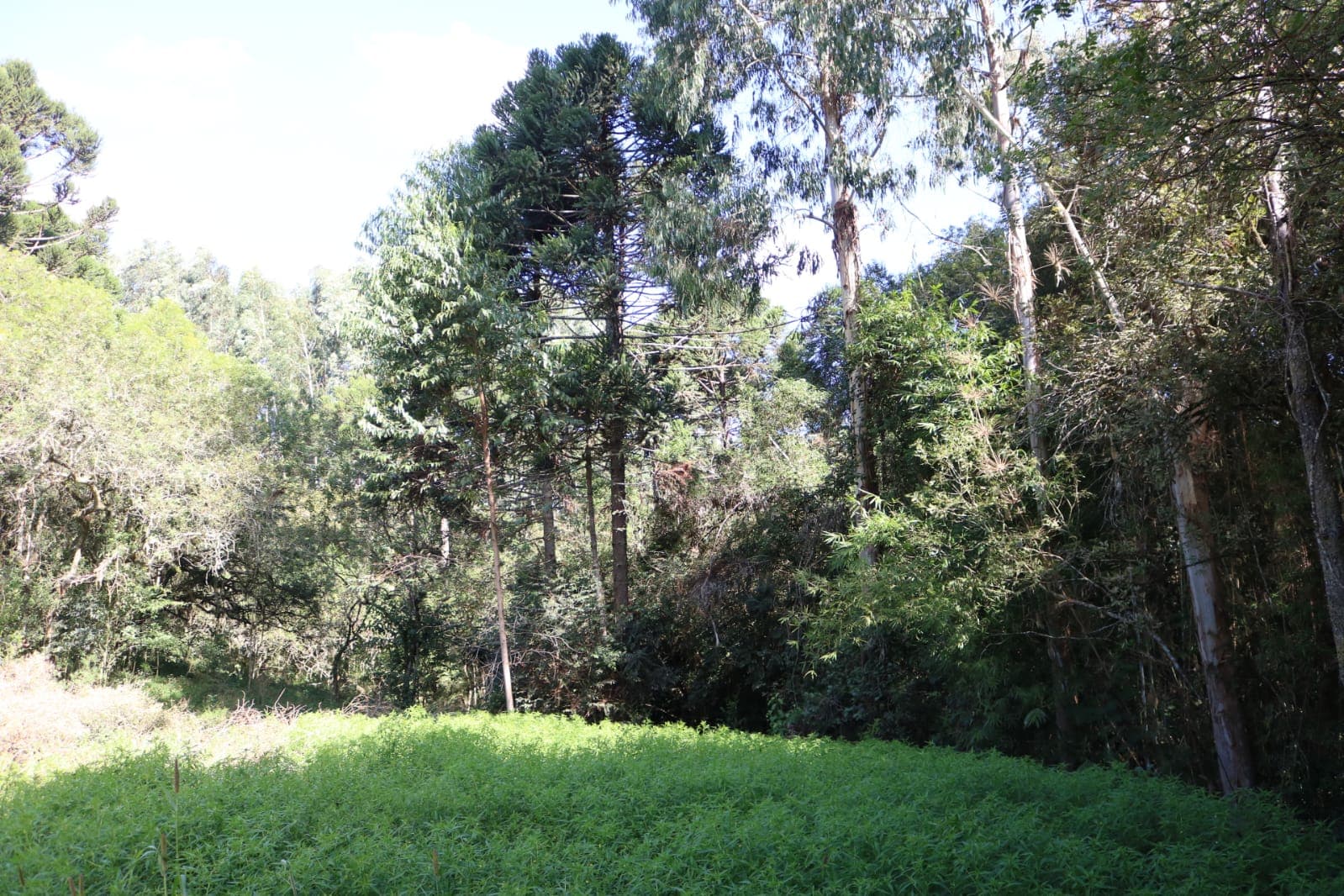 Chácara Pinheiral de Baixo 12