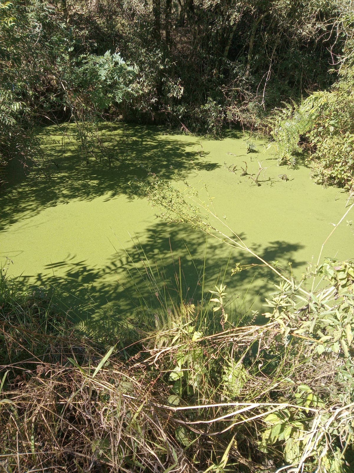 Chácara Pinheiral de Baixo 14